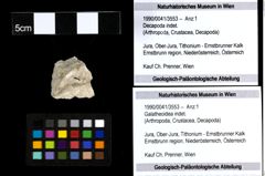 Foto (Objekt + Etiketten) von Galatheoidea indet. 